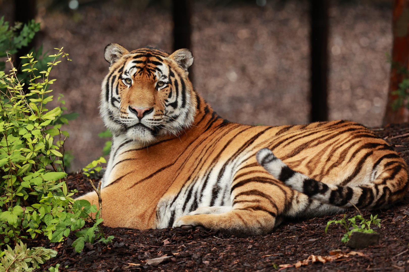 Amur tiger (July 2021)