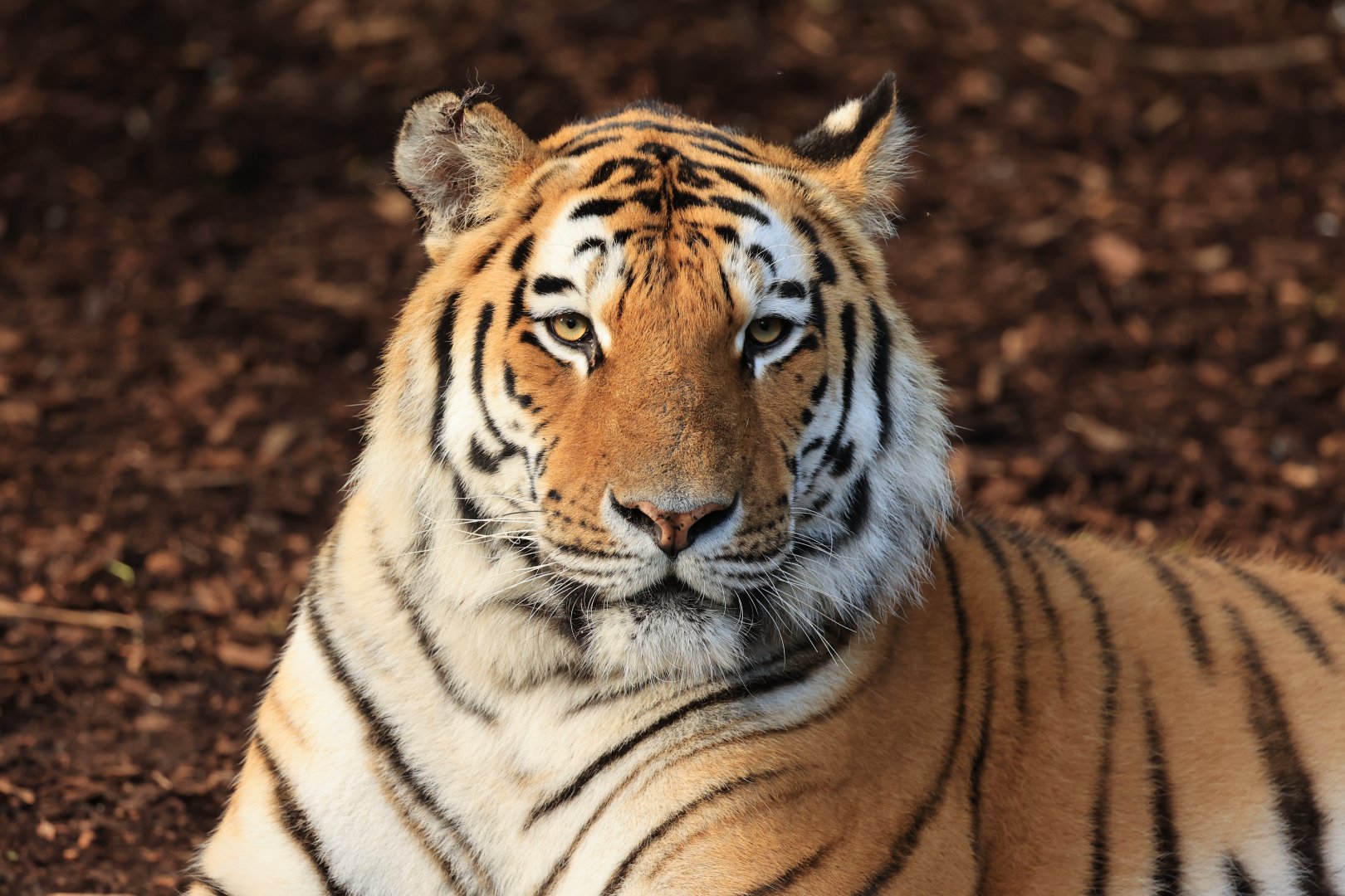 Amur tiger (July 2021)