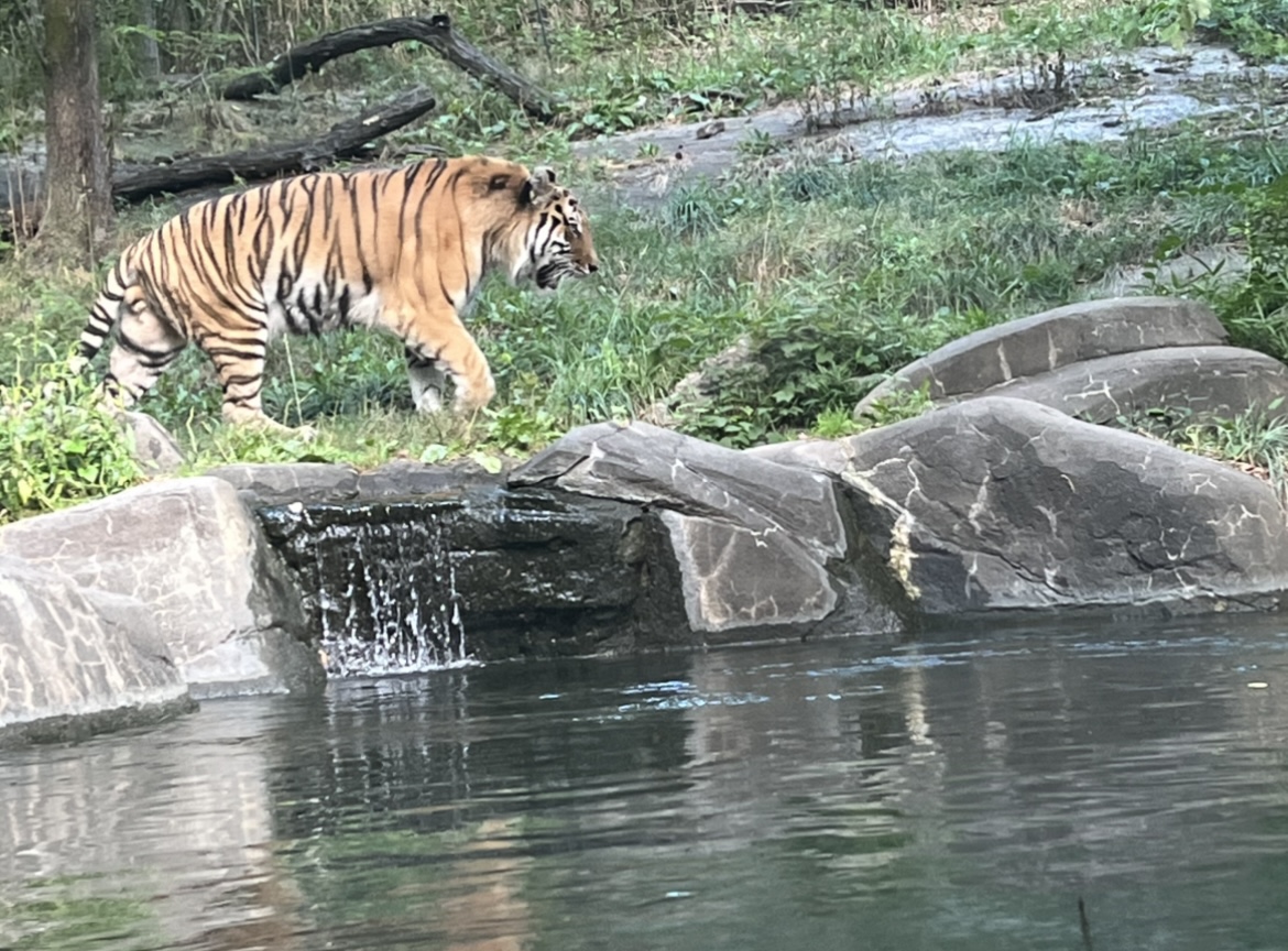 Amur Tiger(July 2022)