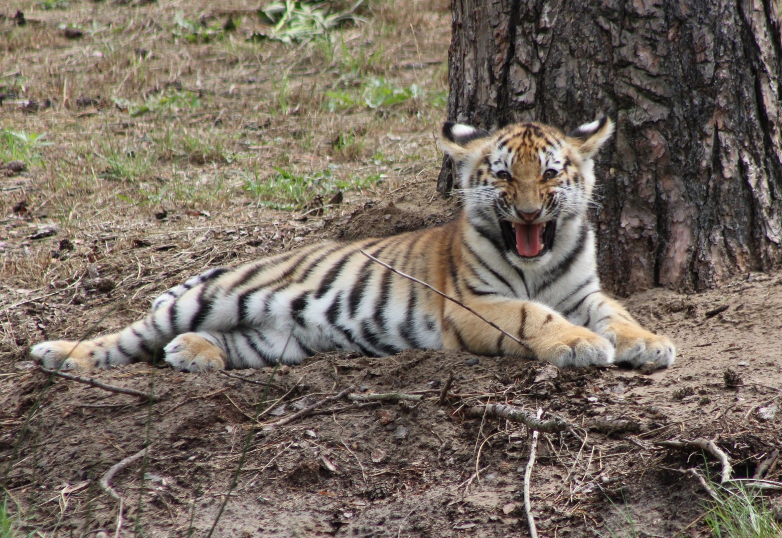 Amur tiger kitten