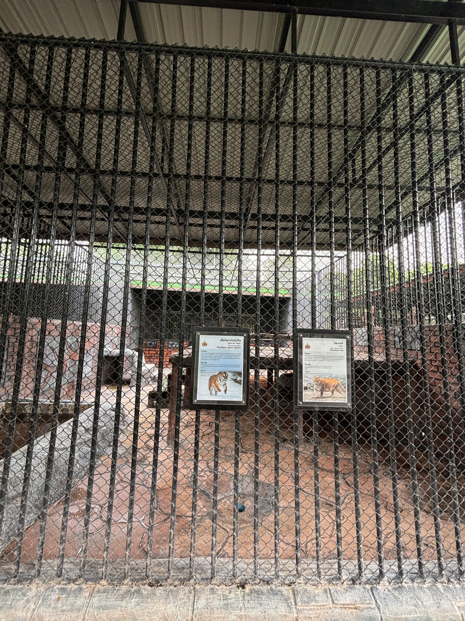 Amur Tiger + Liger Exhibit - Lion Park