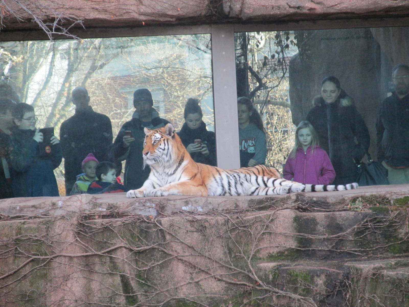 amur tiger lpz