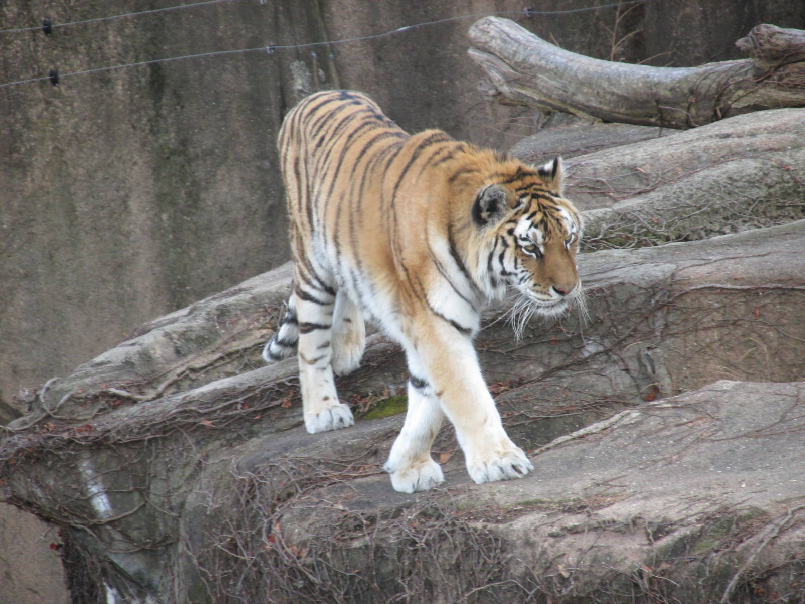 amur tiger lpz