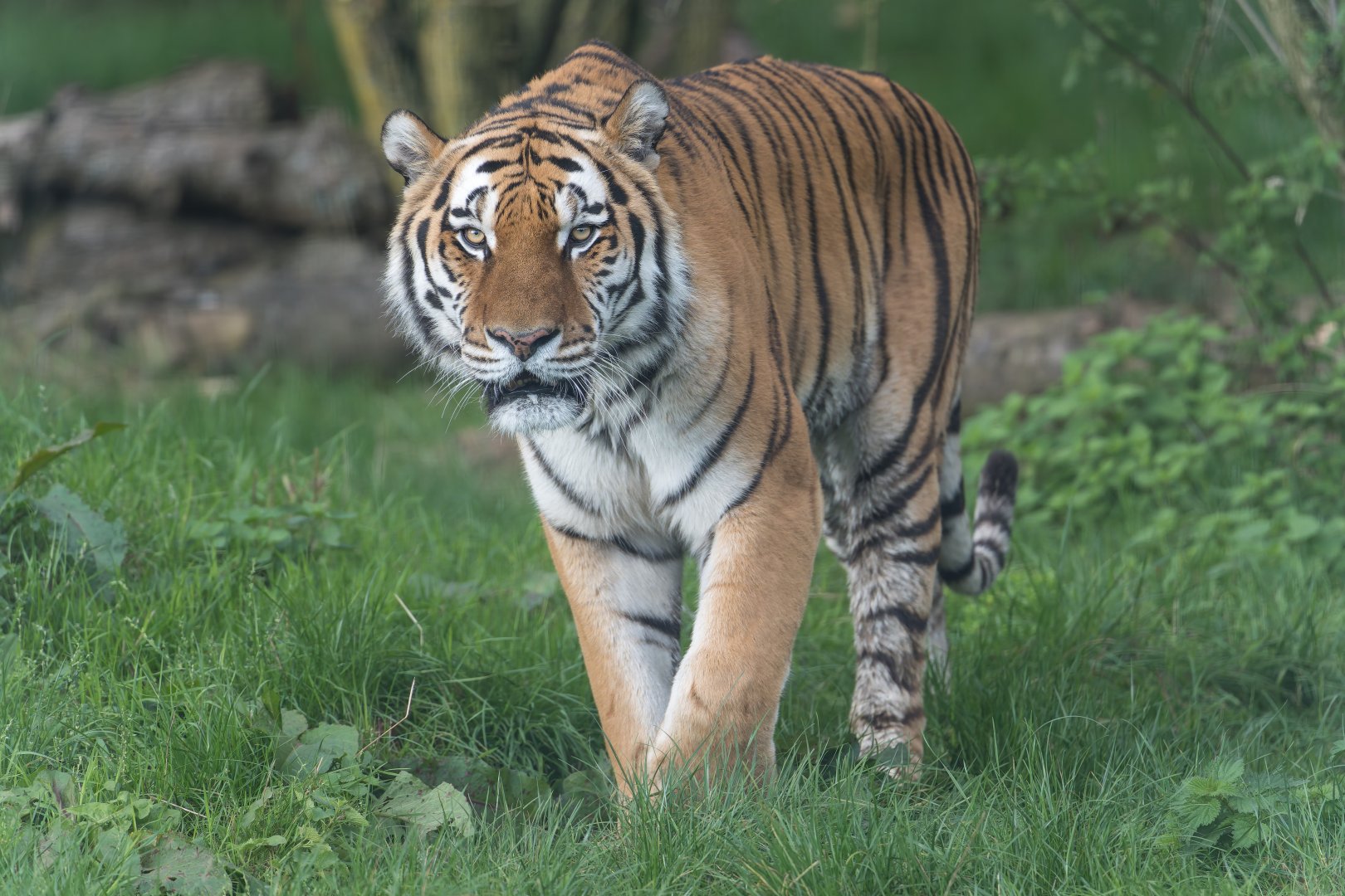 Amur tiger (m), Miron, ZSL Whipsnade, UK