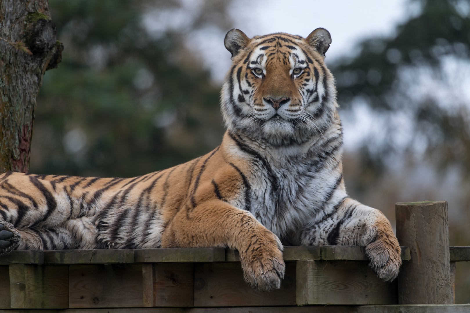 Amur tiger (m), Miron, ZSL Whipsnade, UK
