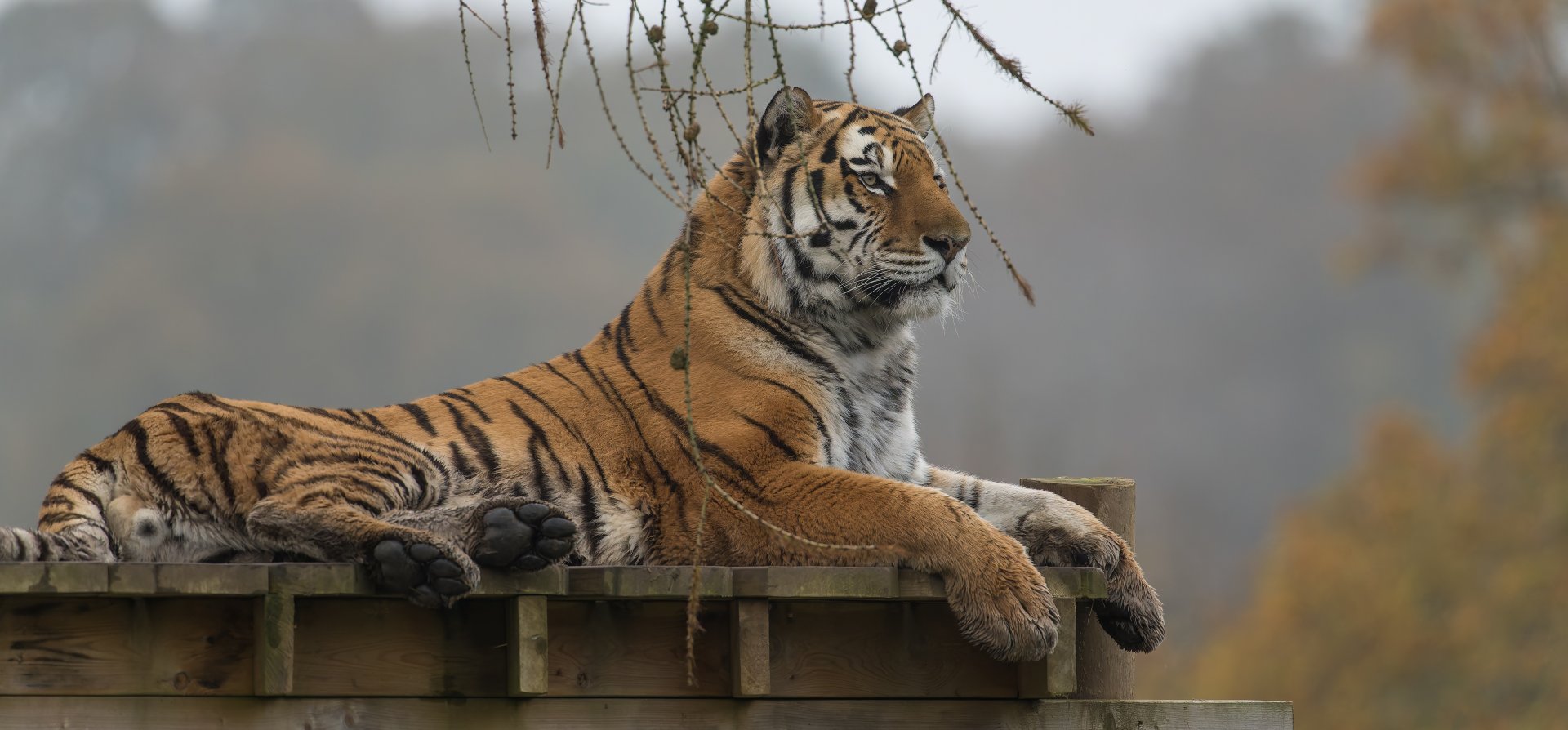 Amur tiger (m), Miron, ZSL Whipsnade, UK