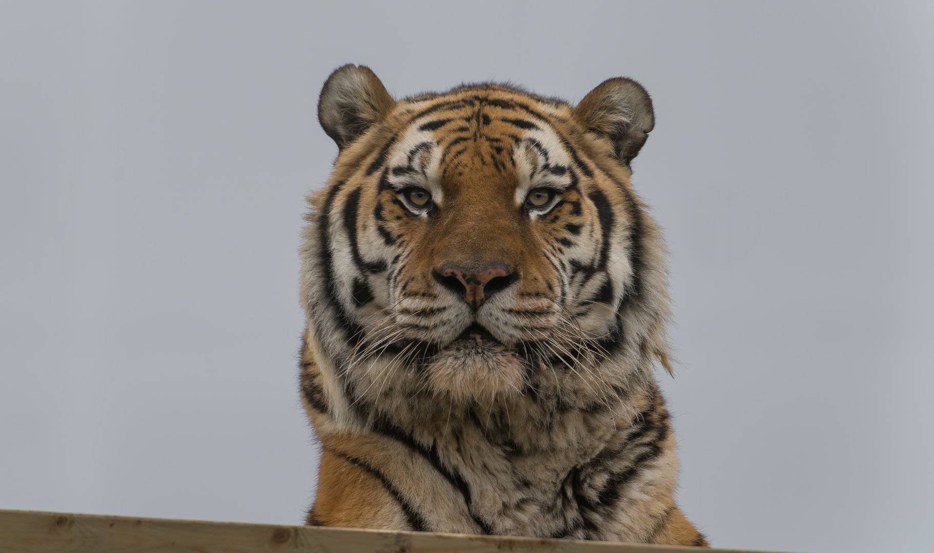 Amur tiger (m), Miron, ZSL Whipsnade