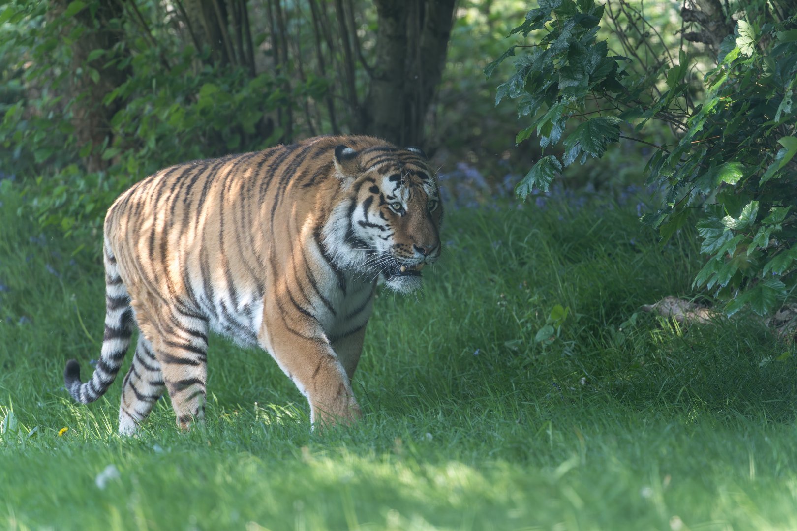 Amur Tiger (m) YWP UK