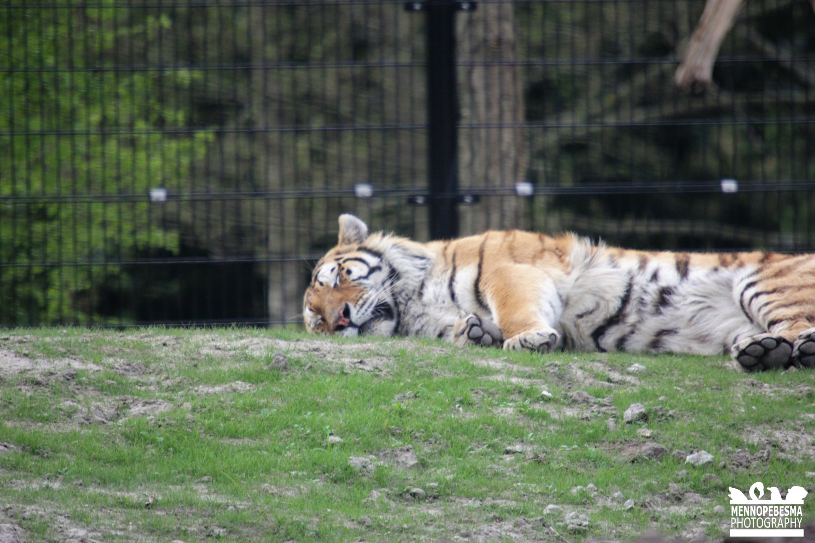 Amur tiger - male Vadim