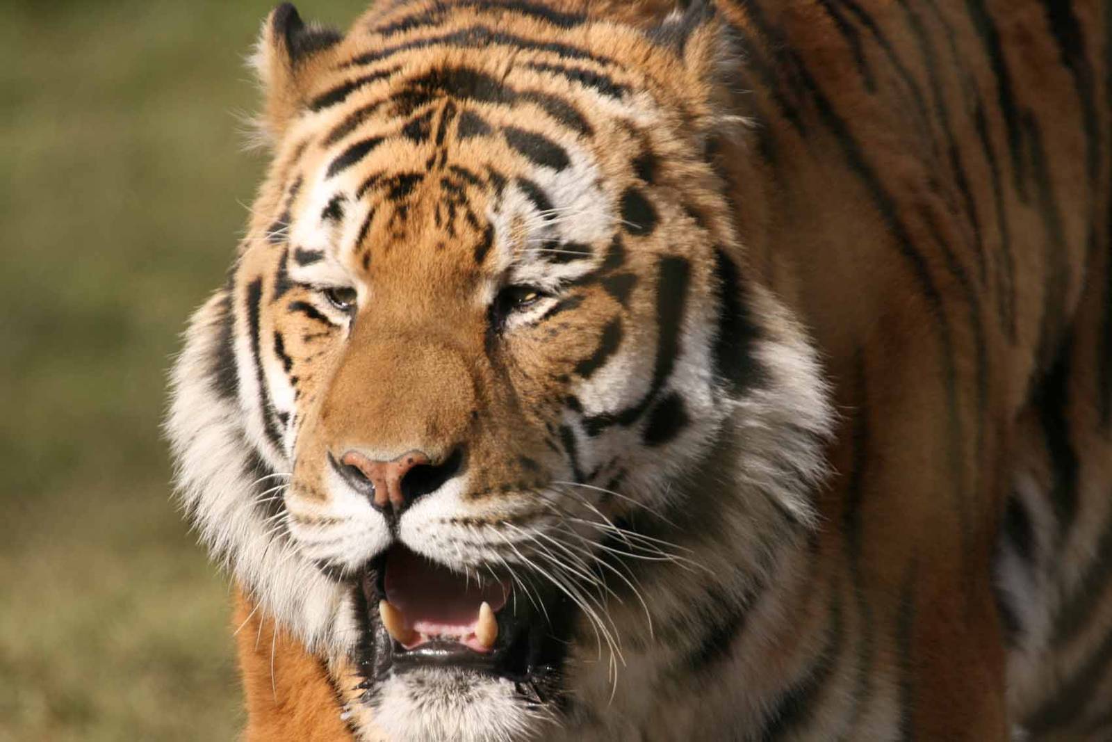 Amur Tiger, Marwell Wildlife