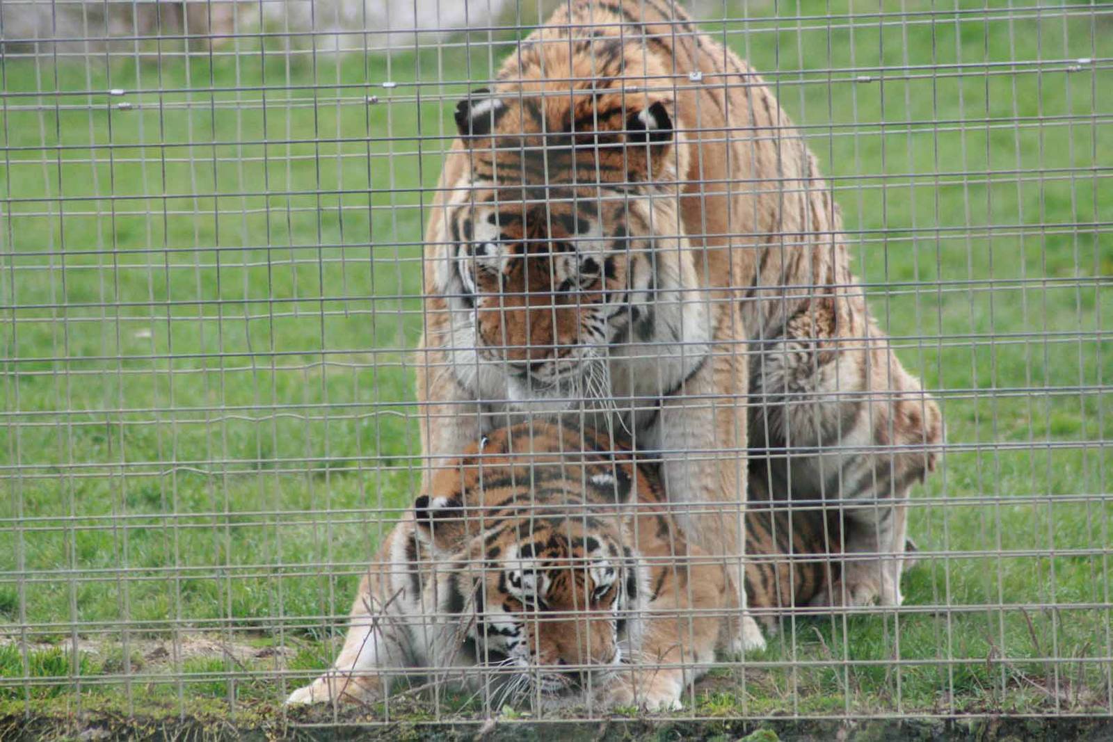 Amur Tiger, Marwell Wildlife