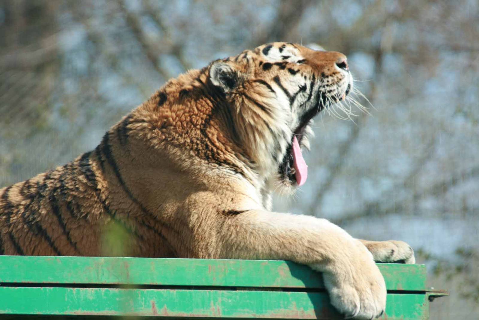 Amur Tiger, Marwell Wildlife