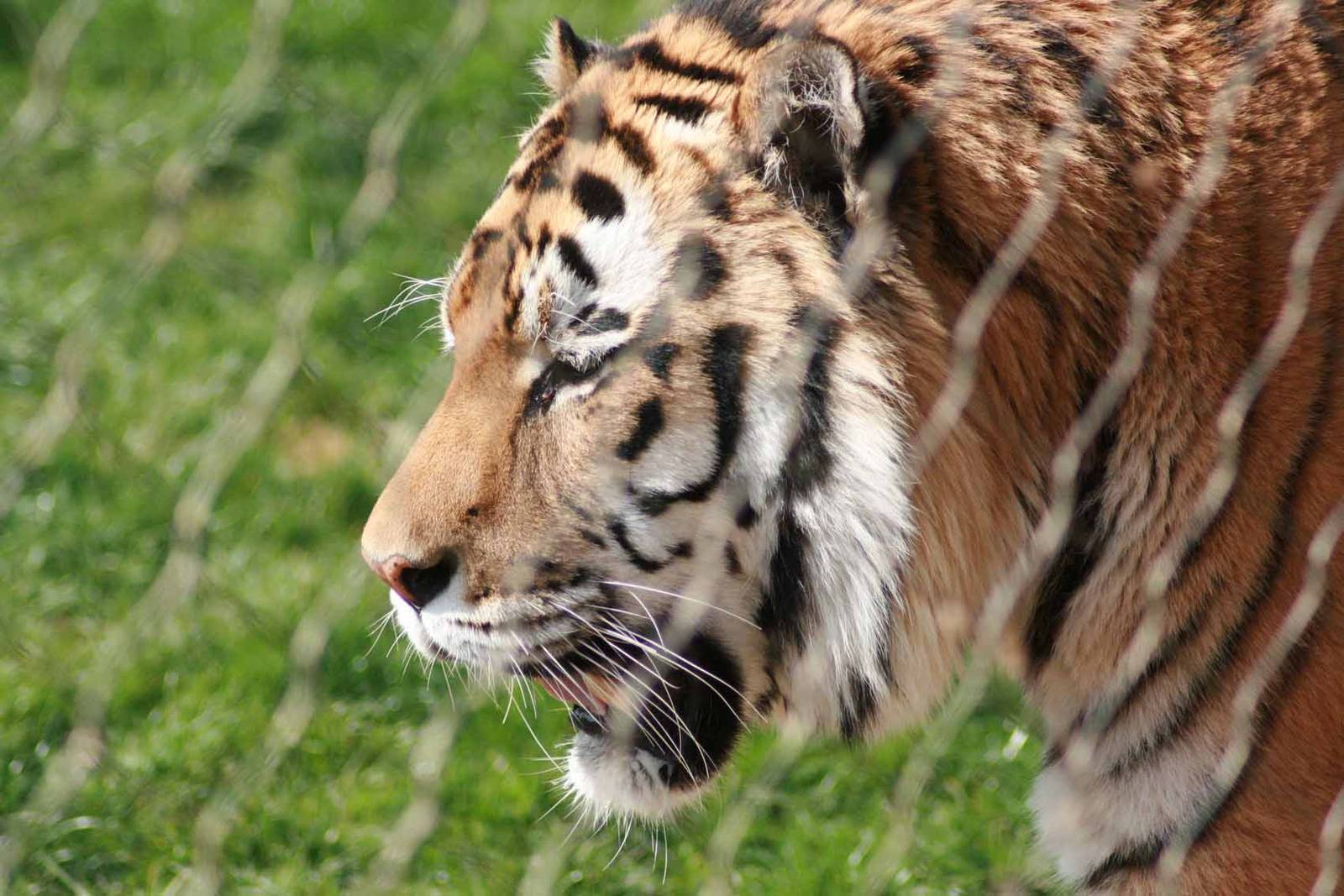 Amur Tiger, Marwell Wildlife