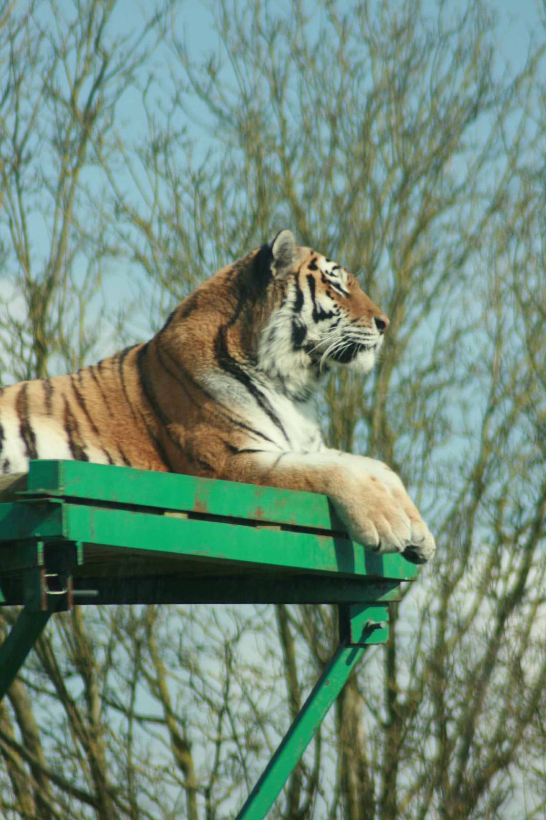Amur Tiger, Marwell Wildlife