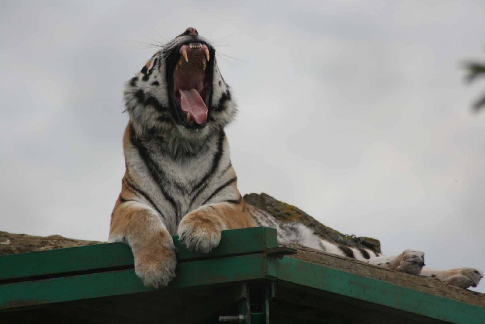 Amur Tiger, Marwell Wildlife