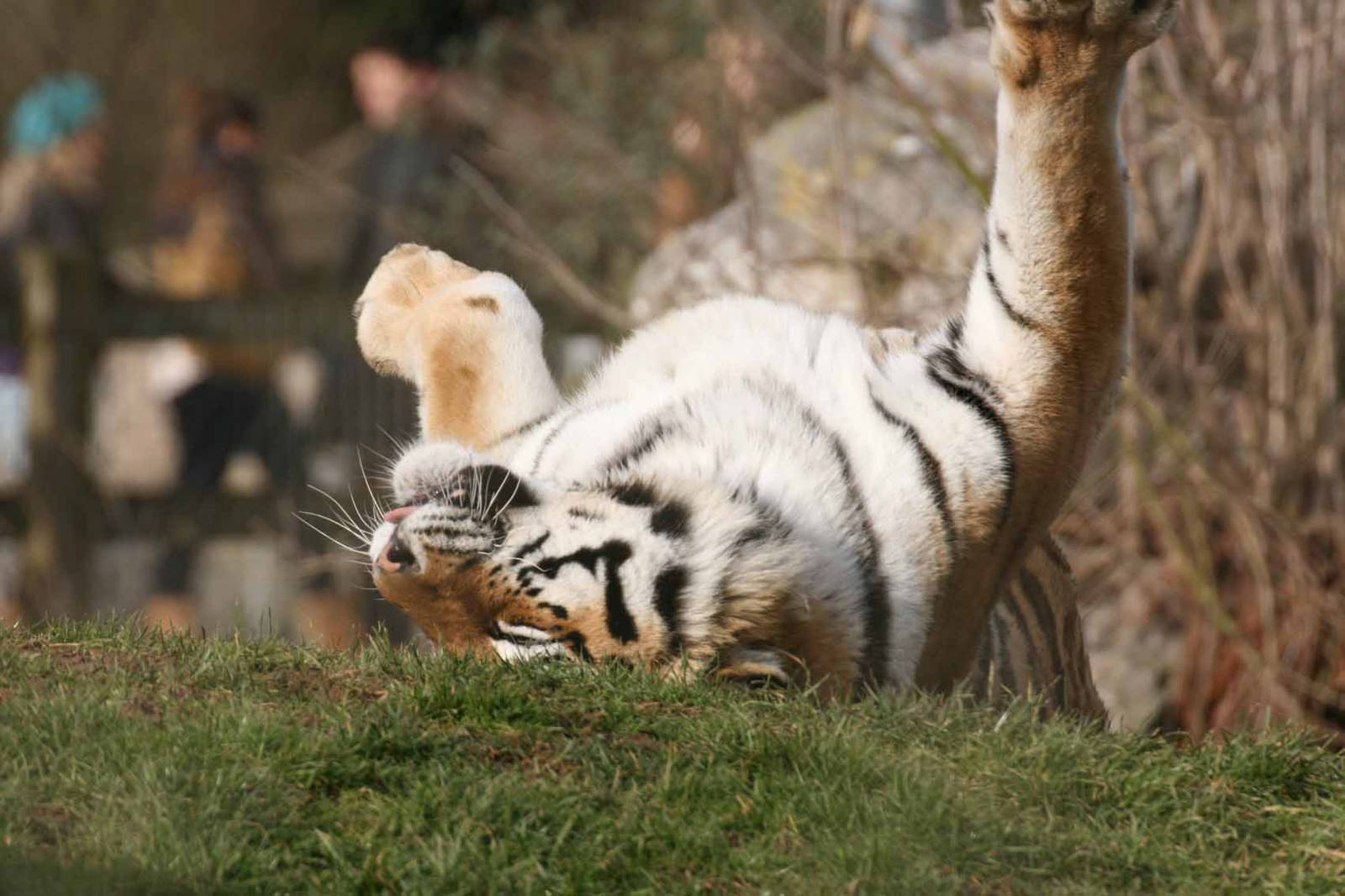 Amur Tiger, Marwell Wildlife