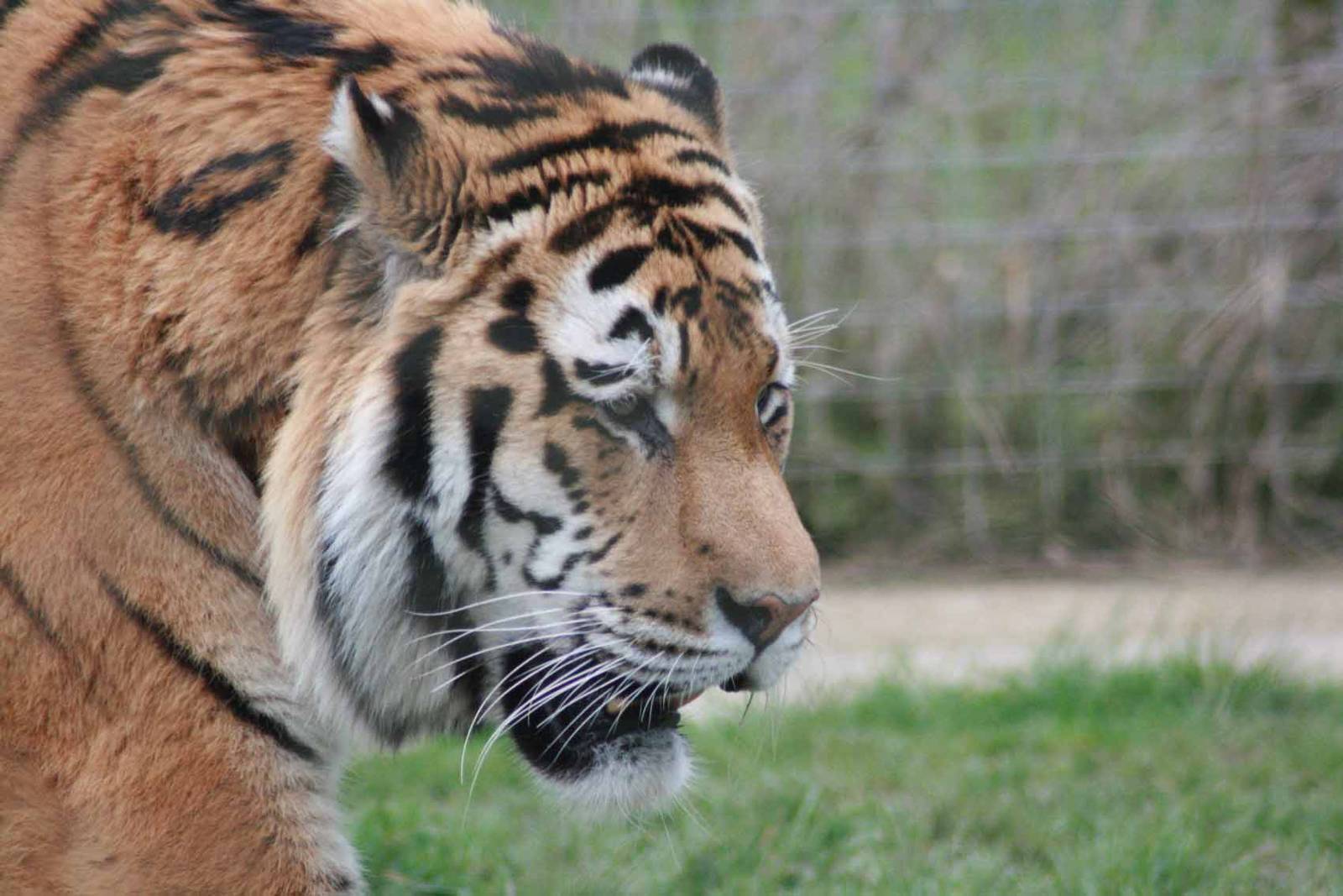 Amur Tiger, Marwell Wildlife