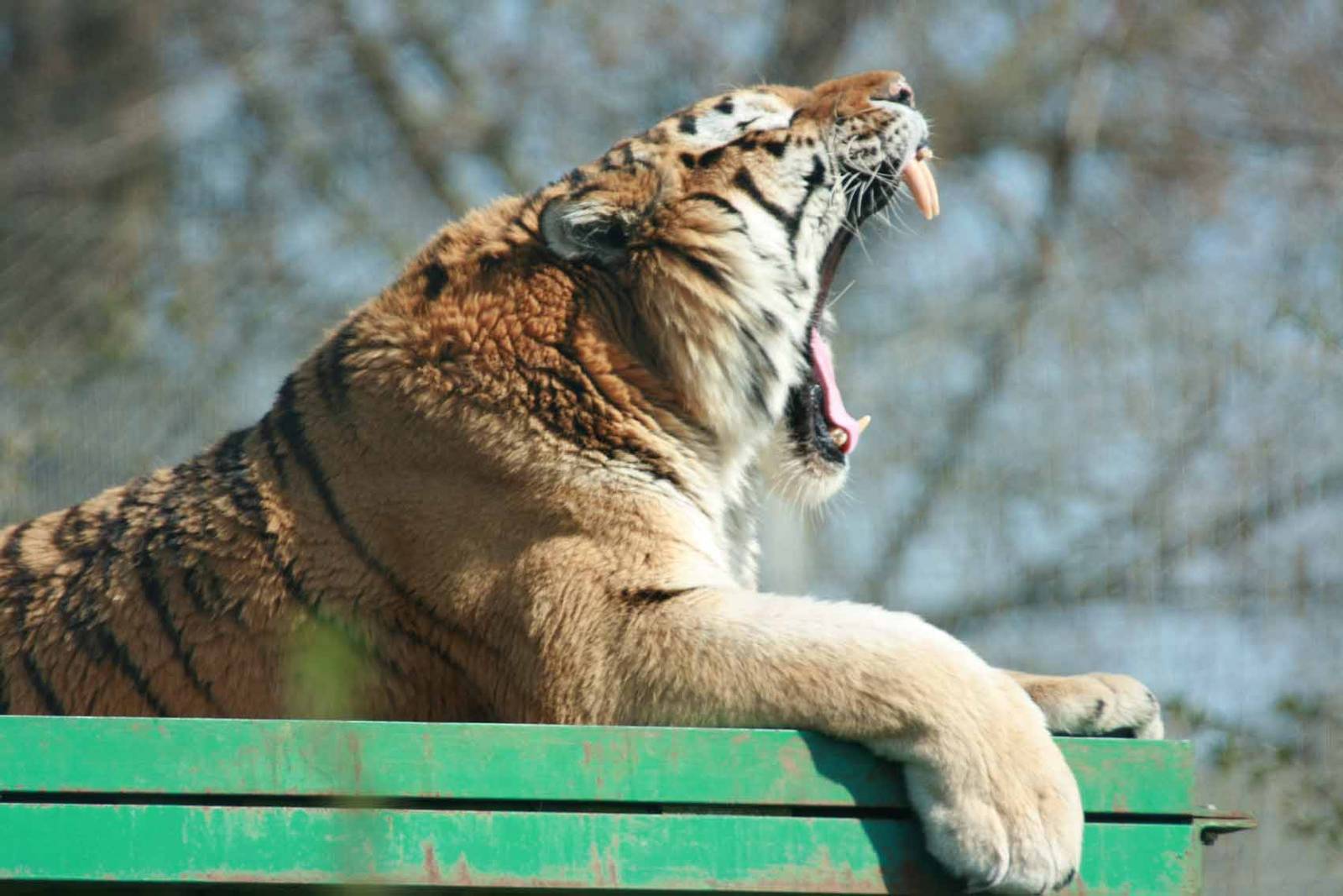 Amur Tiger, Marwell Wildlife