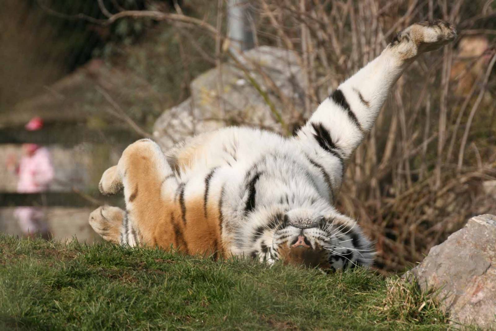 Amur Tiger, Marwell Wildlife