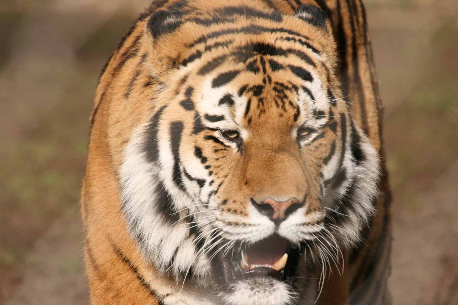 Amur Tiger, Marwell Wildlife