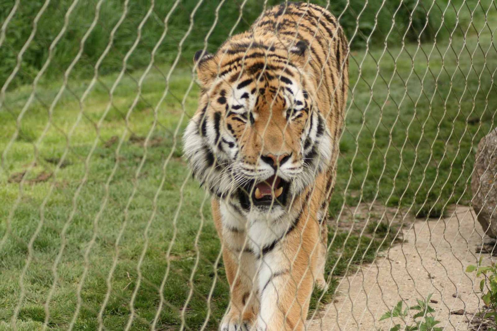 Amur Tiger, Marwell Wildlife