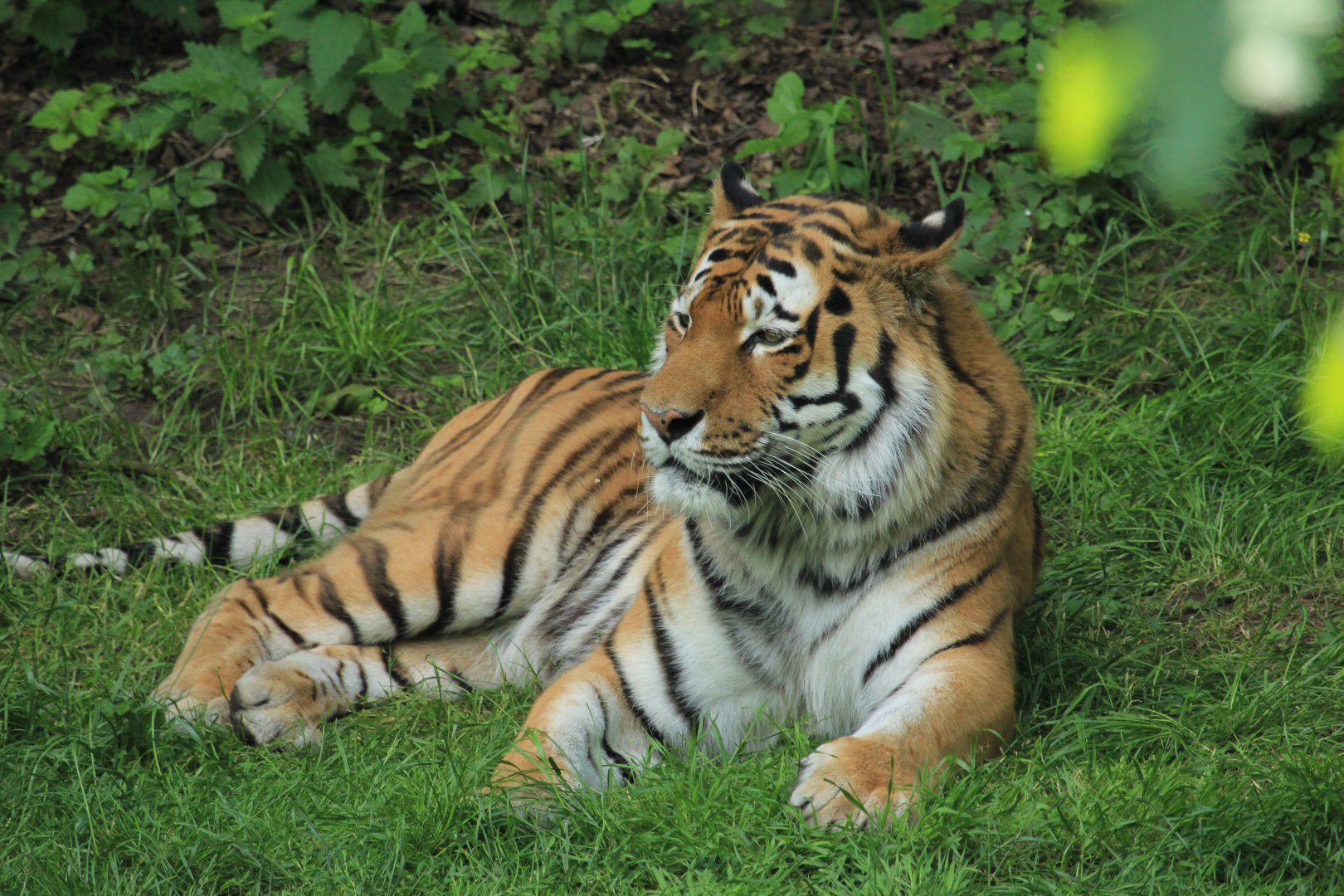 Amur tiger (May 2018)