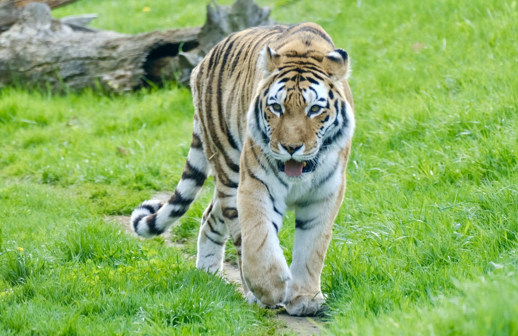 Amur tiger, Mazy (f) - May 7, 2025