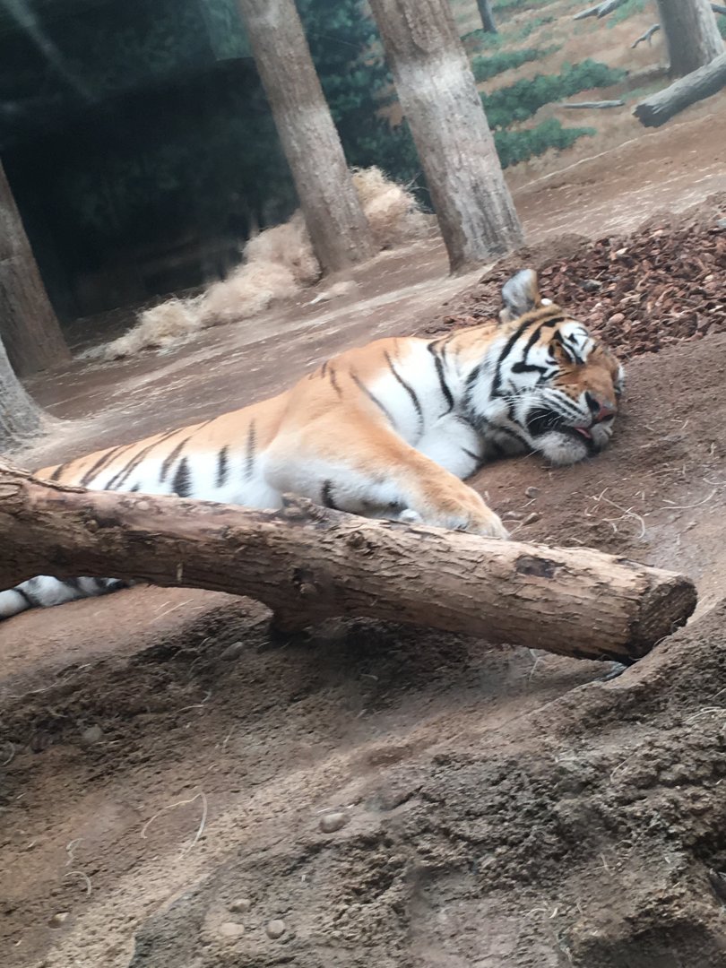 Amur Tiger | Milwaukee County Zoo