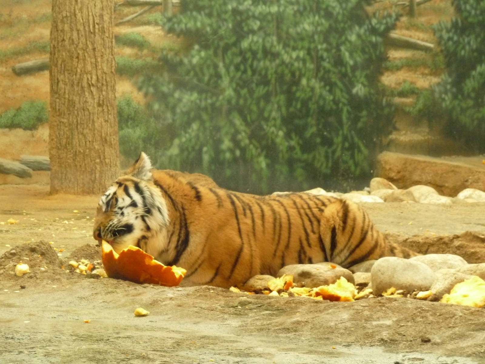 amur tiger milwaukee zoo halloween 2011