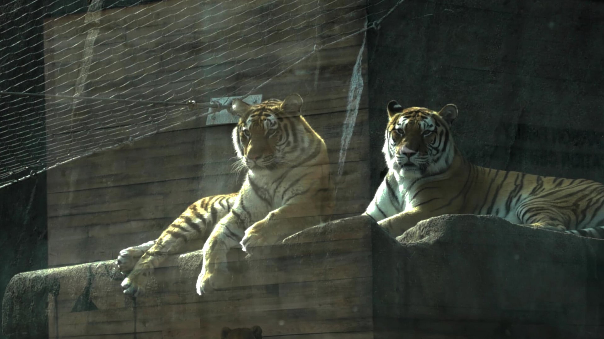 Amur tiger mother&daughter pair