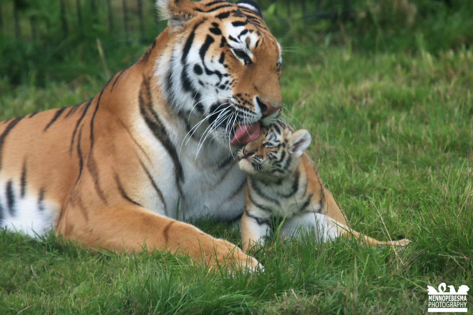 Amur tiger mother with cub (7 weeks old) (Panthera tigris altaica)