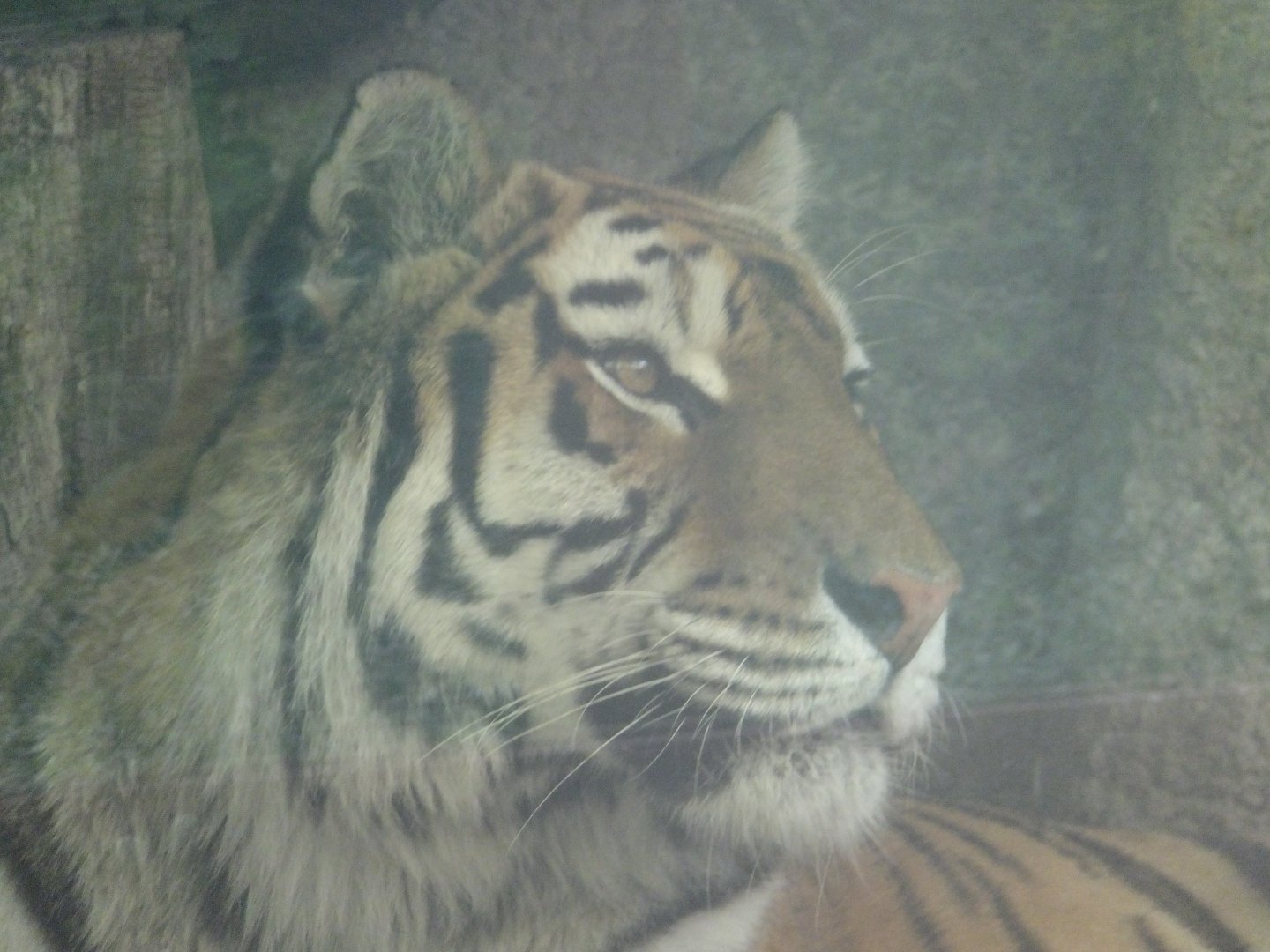 Amur tiger named Niva