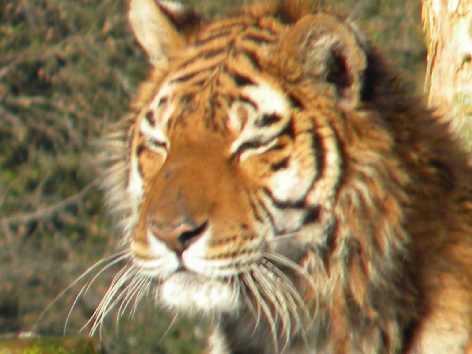 Amur Tiger-Nina.