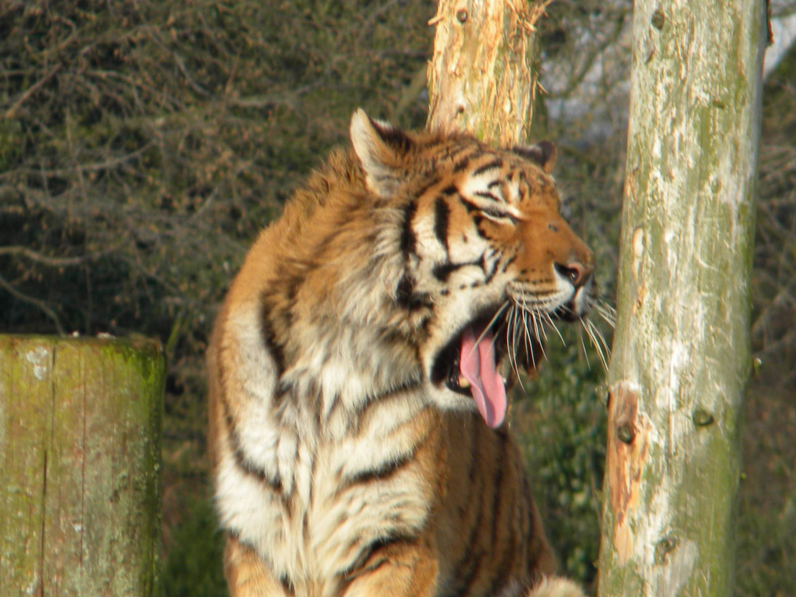 Amur Tiger-Nina.