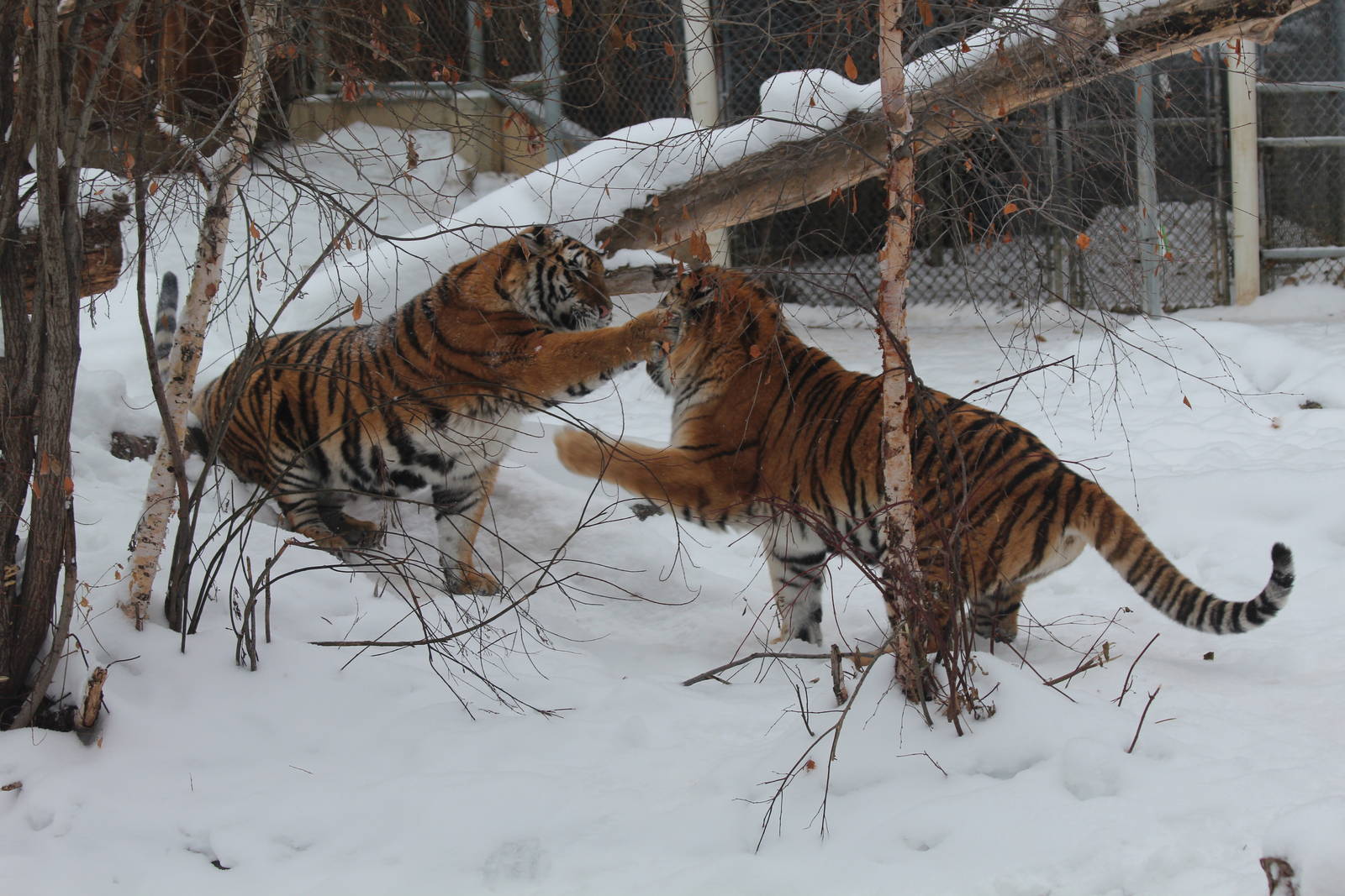 Amur Tiger - Nov 2012