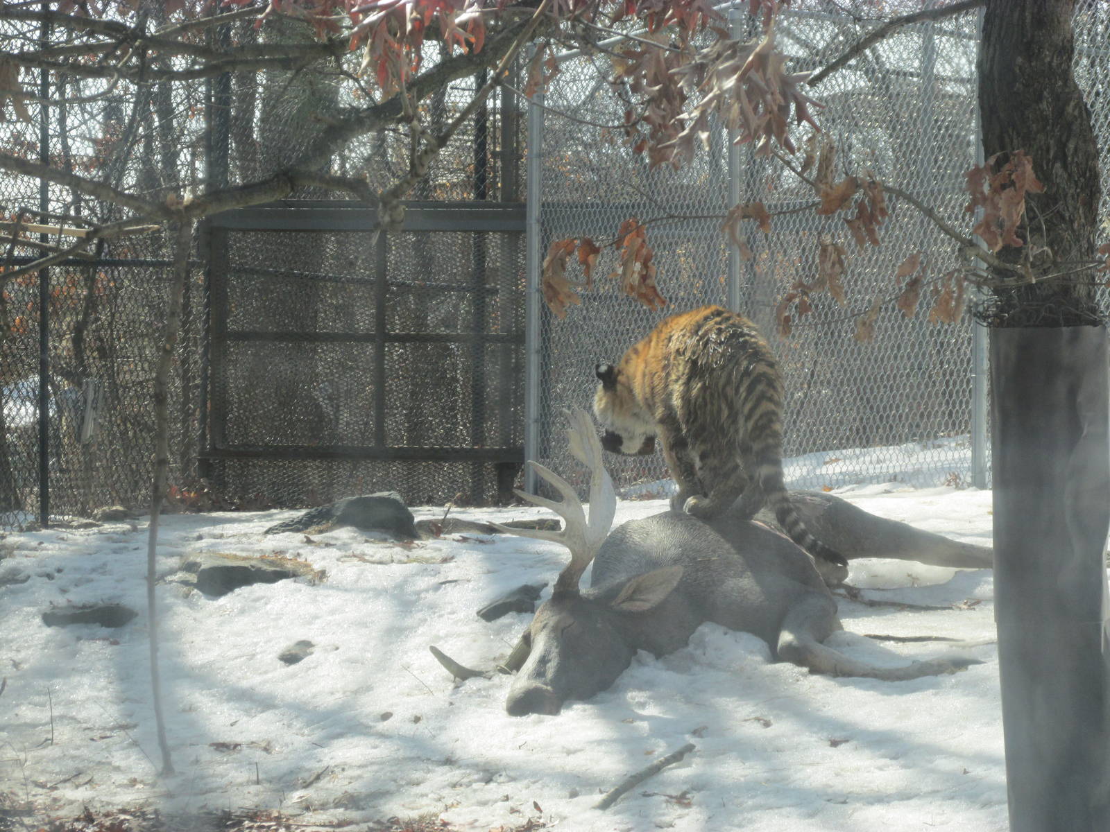 Amur Tiger On Dead Moose