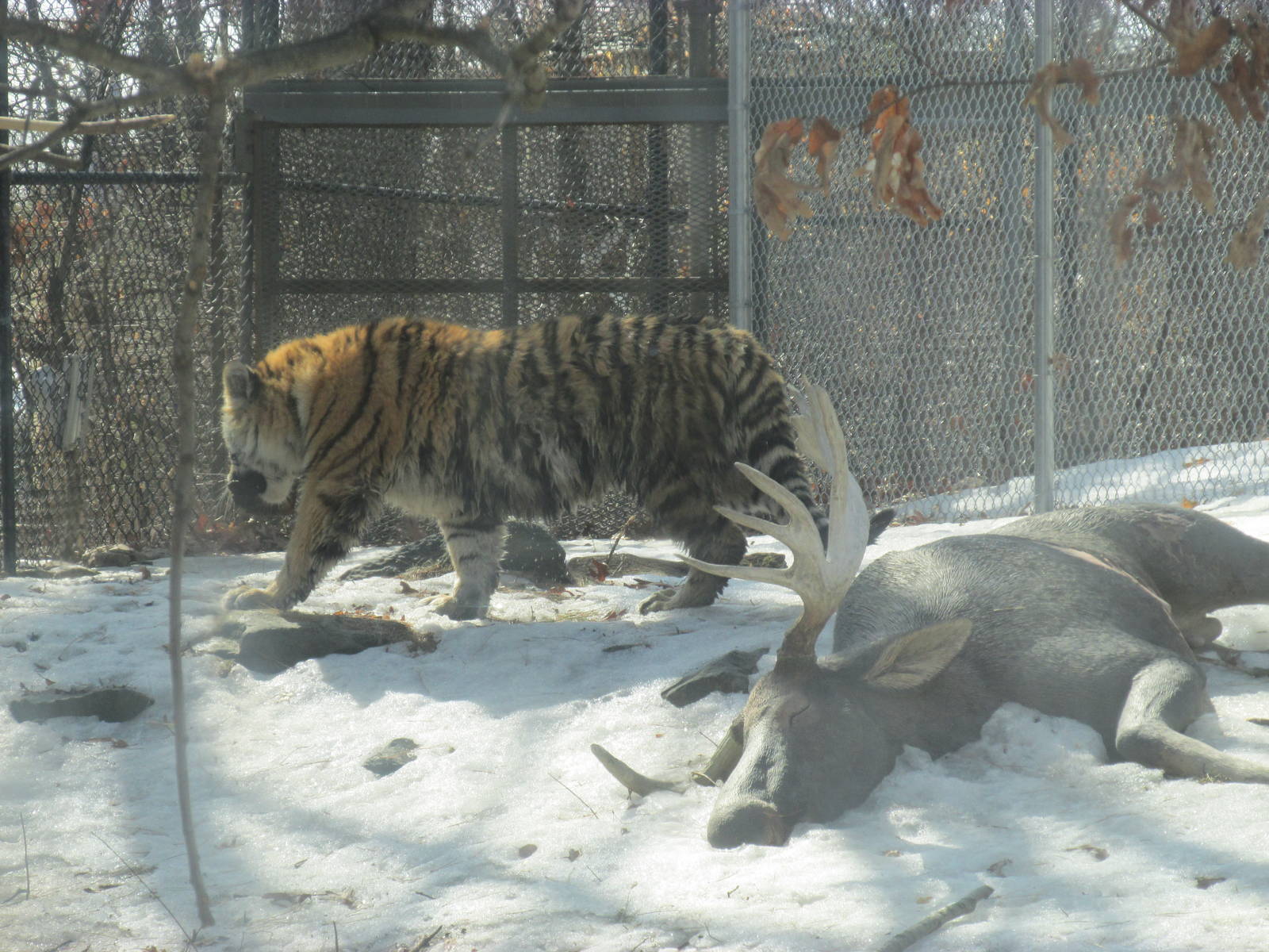 Amur Tiger On Dead Moose