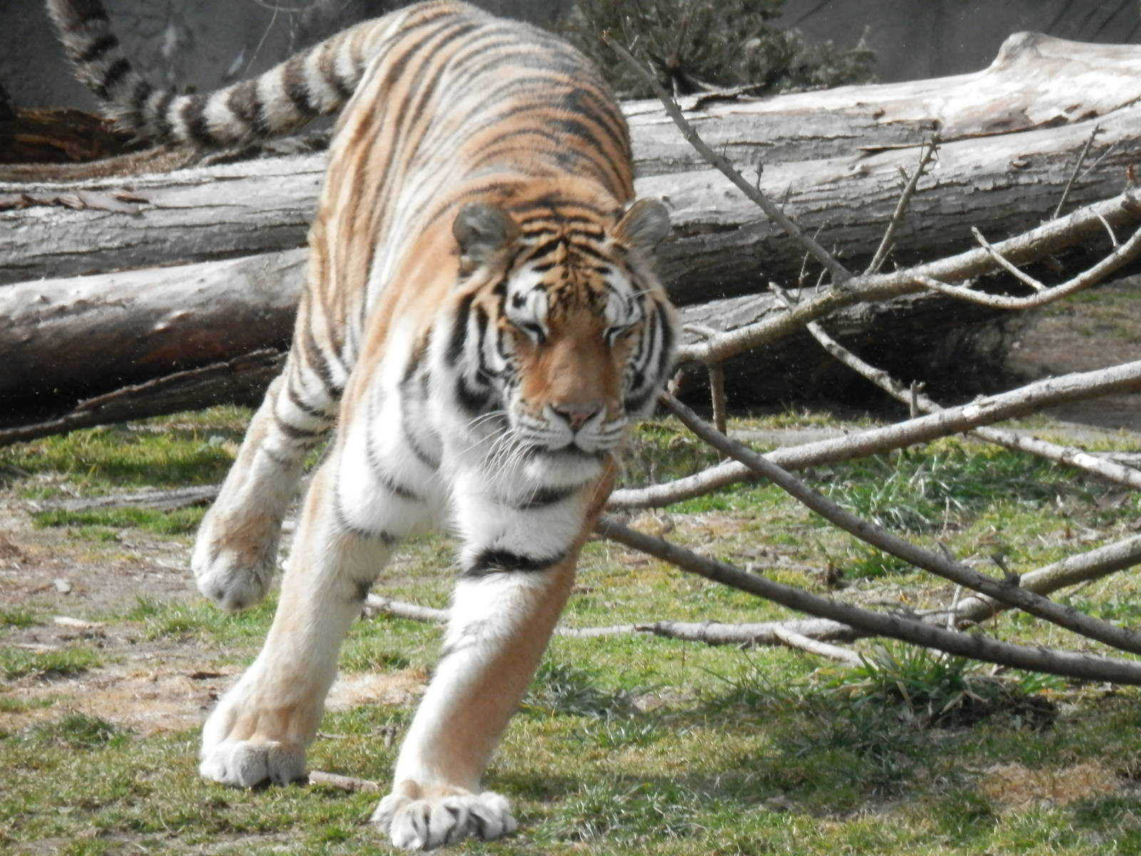 Amur tiger on the move