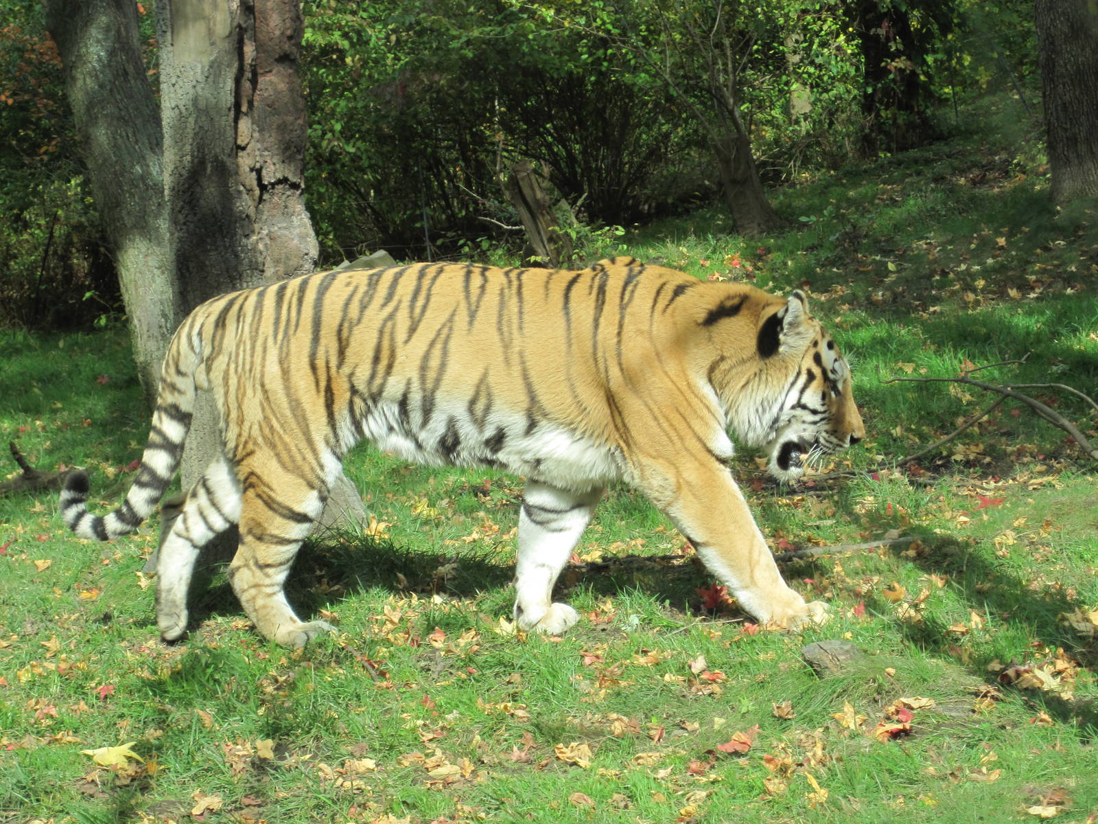 Amur Tiger on the Prowl