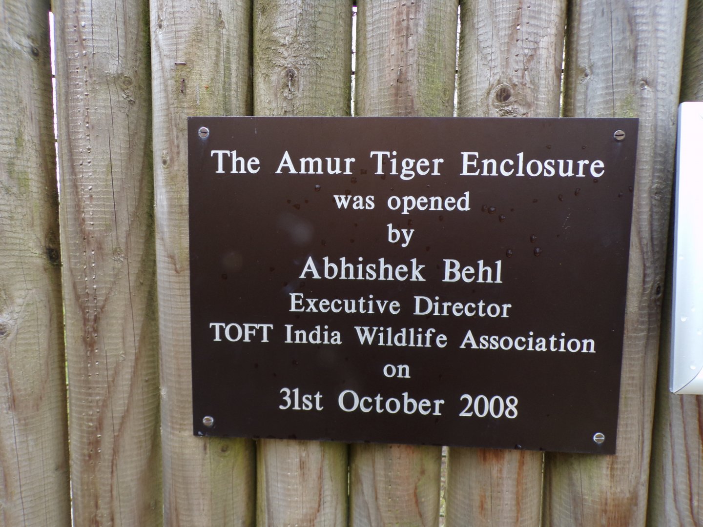 Amur tiger opening plaque 5.4.24