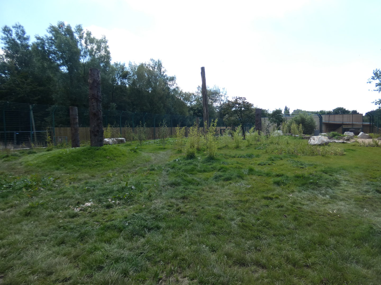 Amur tiger outdoor enclosure