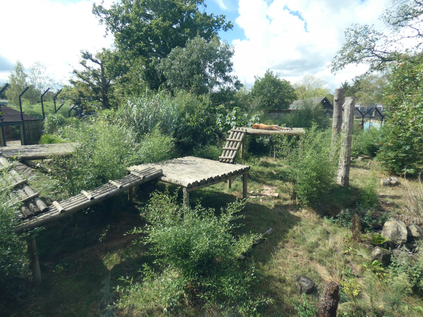 Amur tiger outdoor enclosure