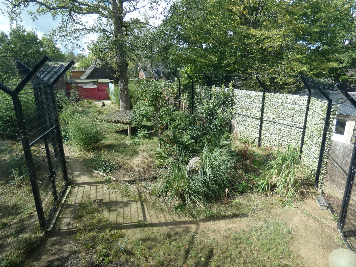 Amur tiger outdoor enclosure