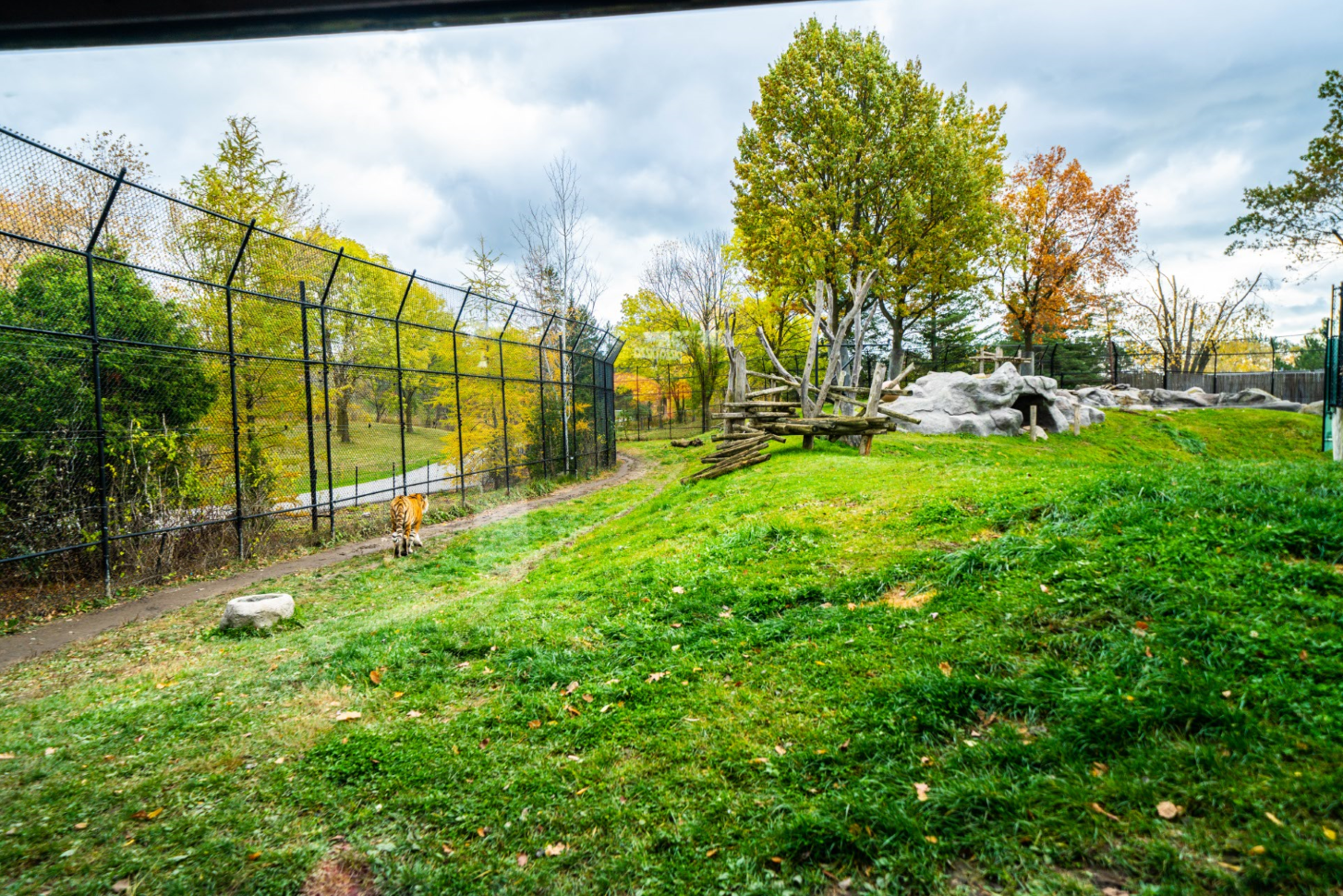 Amur Tiger Outdoor Exhibit 1