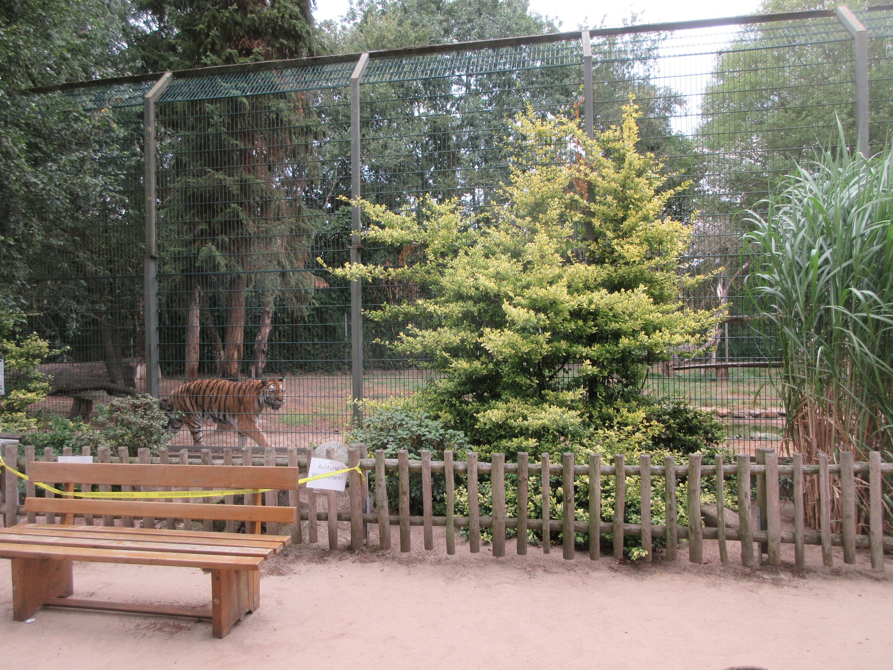Amur Tiger - outdoor exhibit