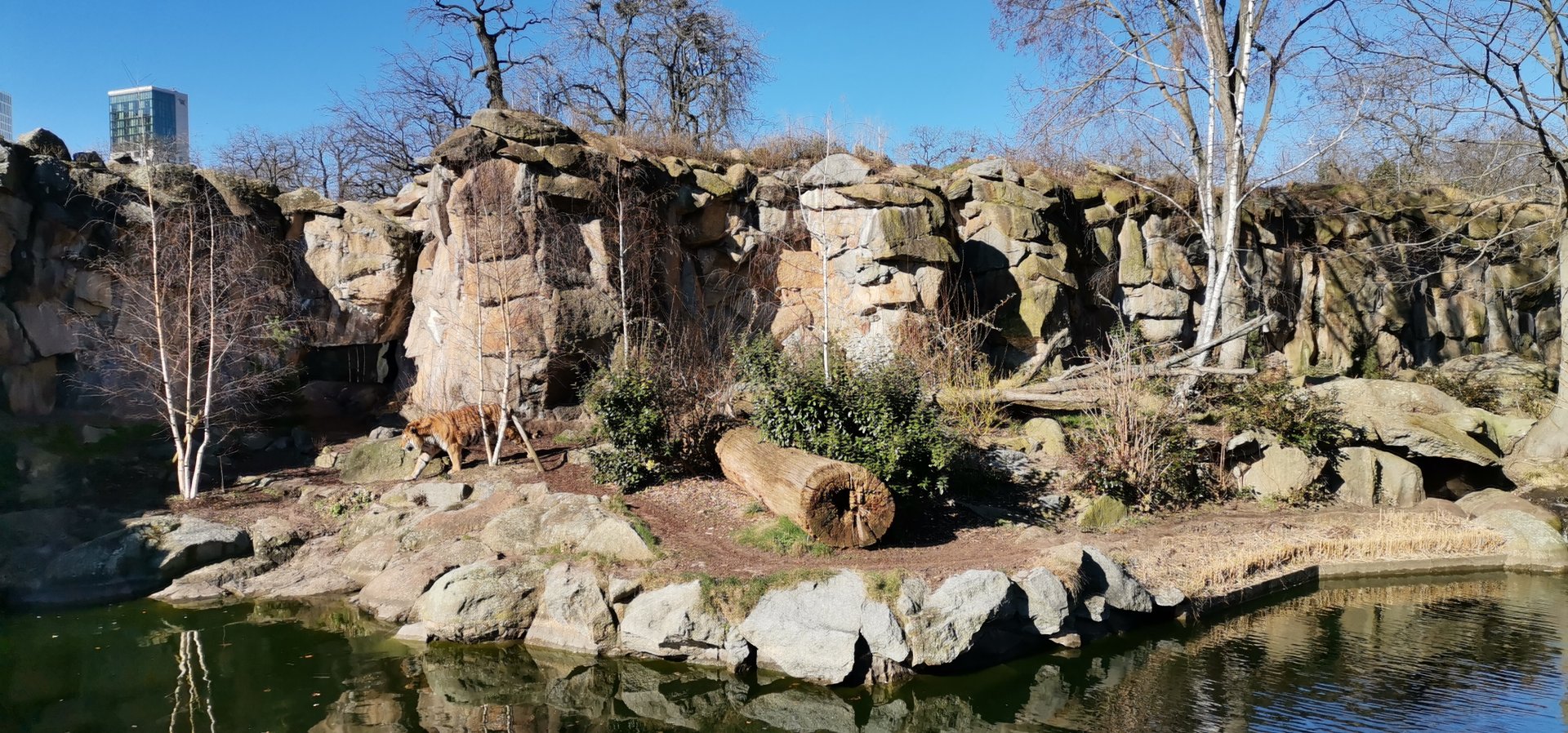 Amur Tiger outdoor exhibit