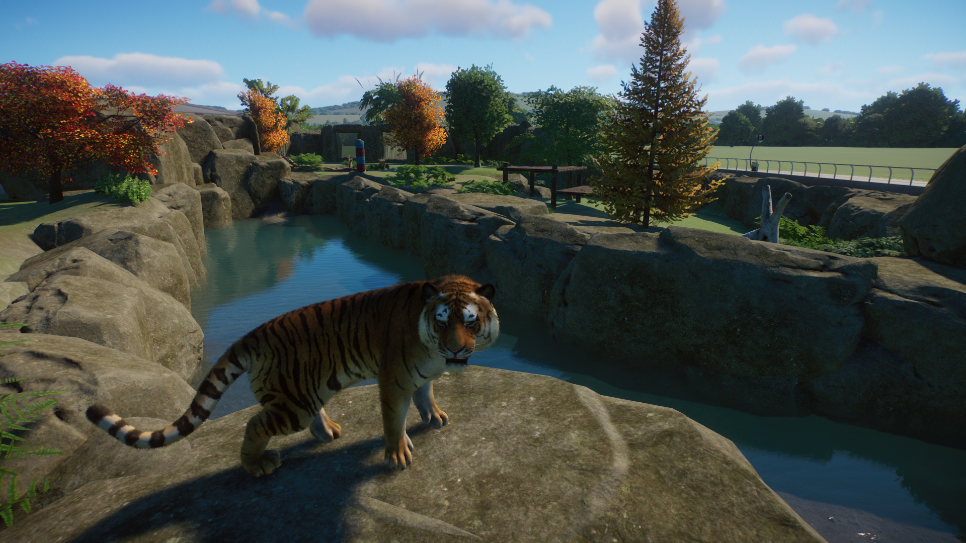 Amur Tiger Overlooking His Domain