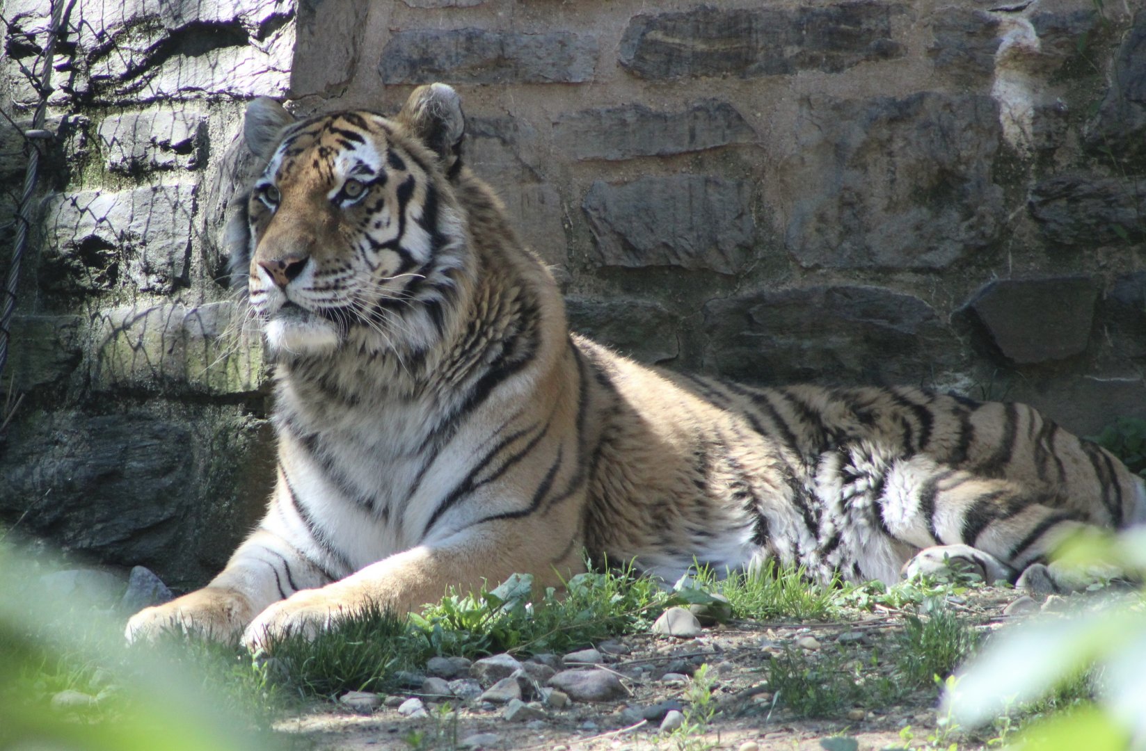 Amur Tiger (P. t. tigris / “altaica”)