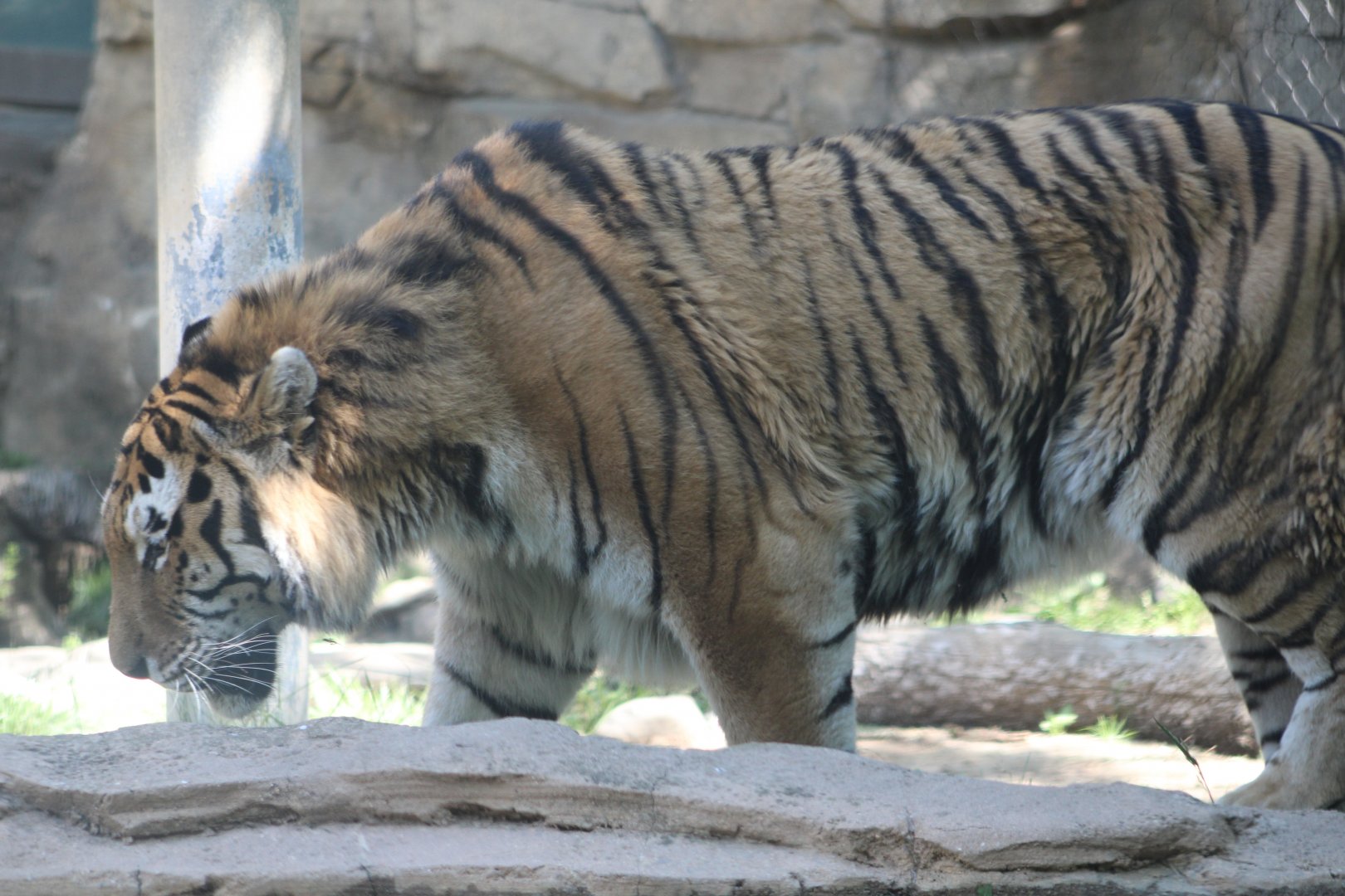 Amur Tiger (P. t. tigris / “altaica”)