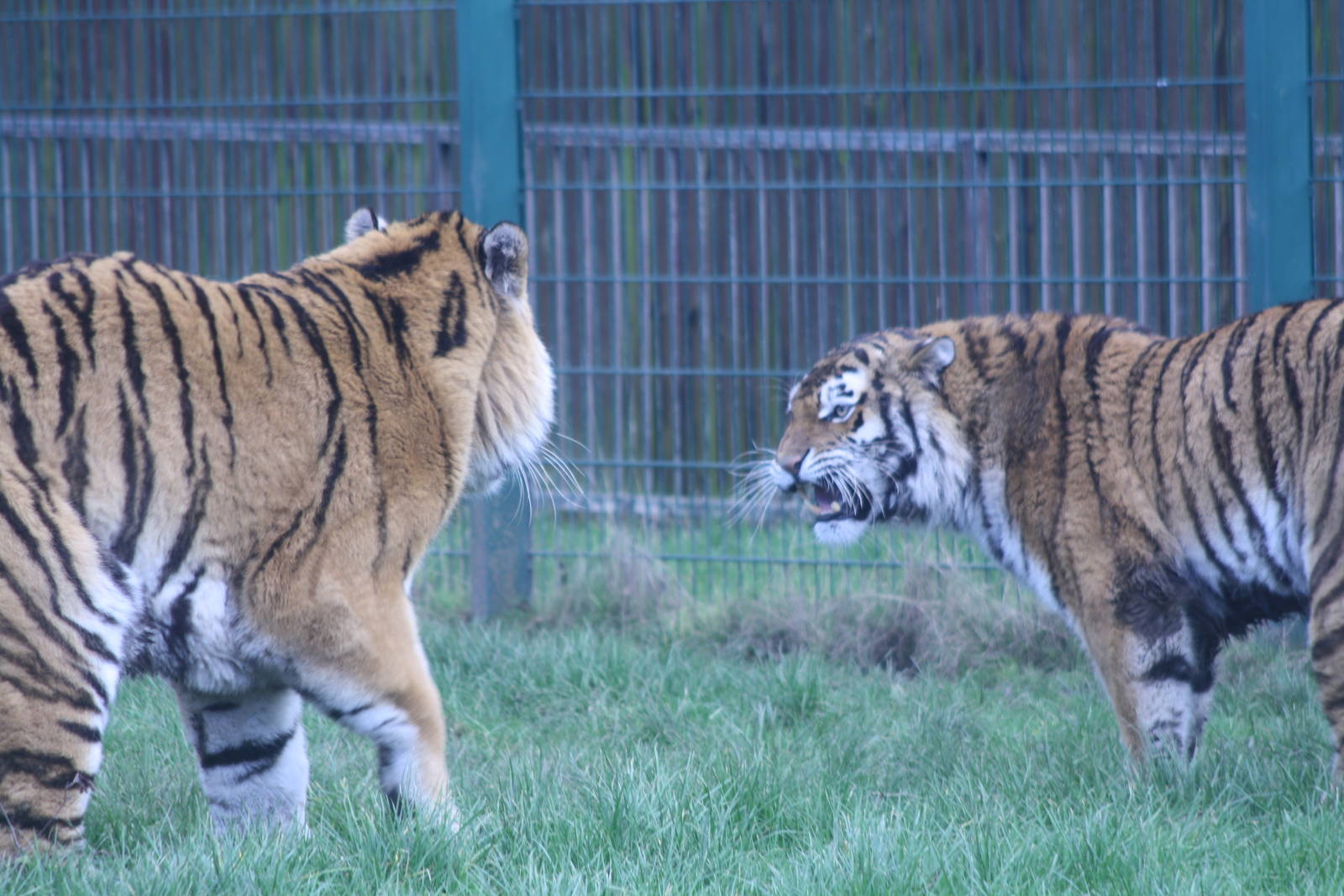 Amur Tiger pair at Blackpool Zoo, 20/02/14